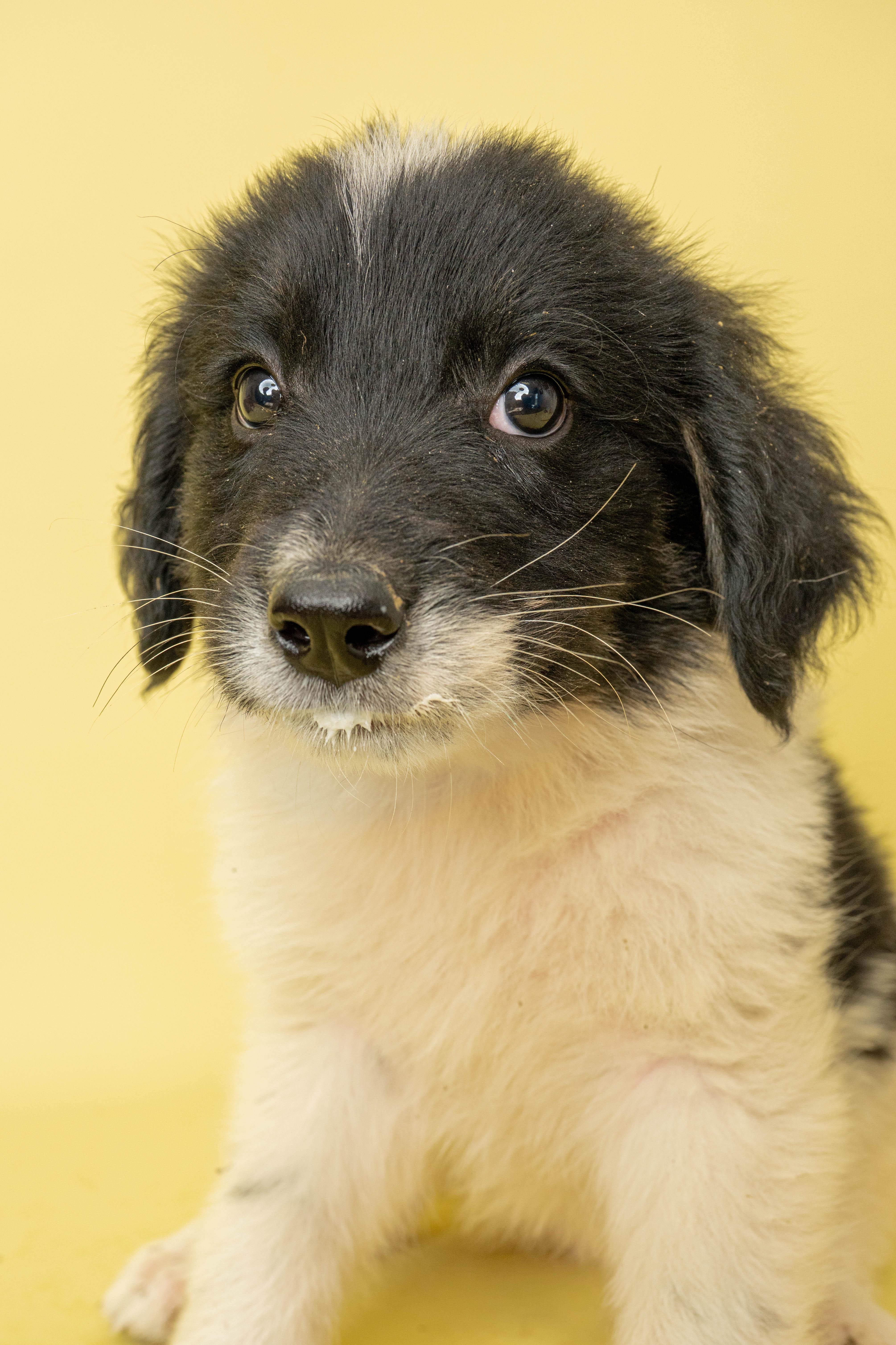 A baby large-sized male Mixed Breed dog named Mr. Sticky for adoption in Rock Springs, WY