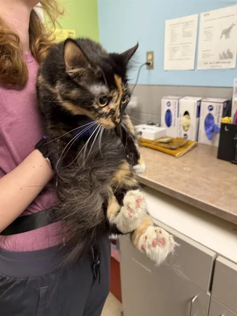 A young medium-sized female Domestic Medium Hair cat named Frapuchina for adoption in Omaha, NE
