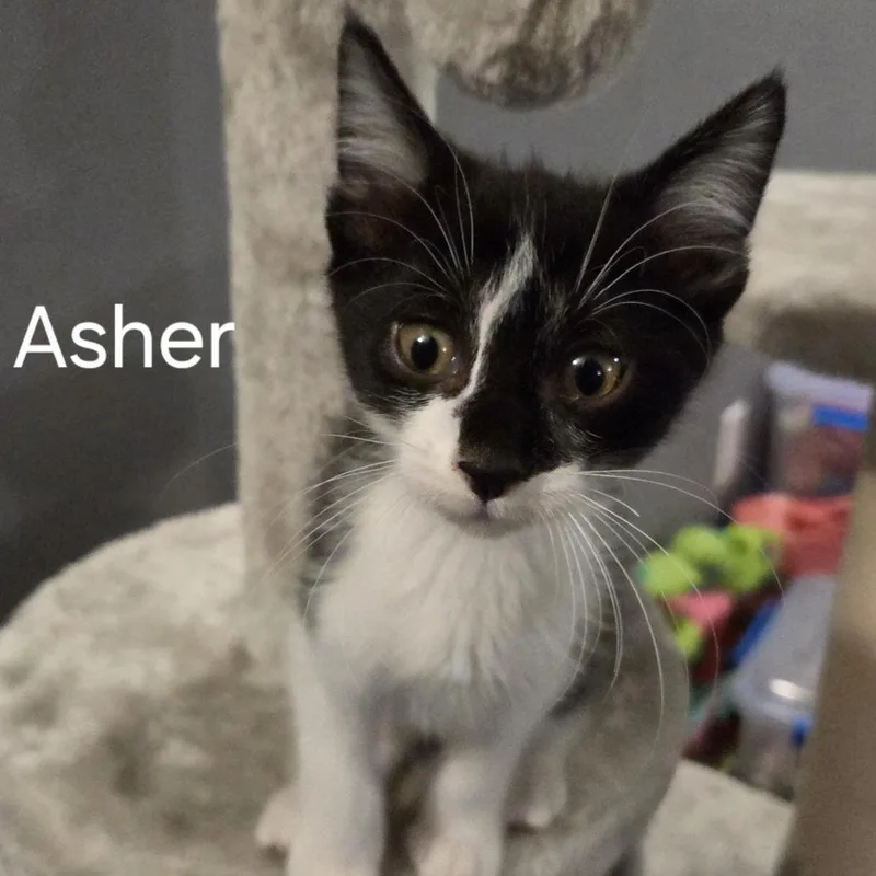 Asher