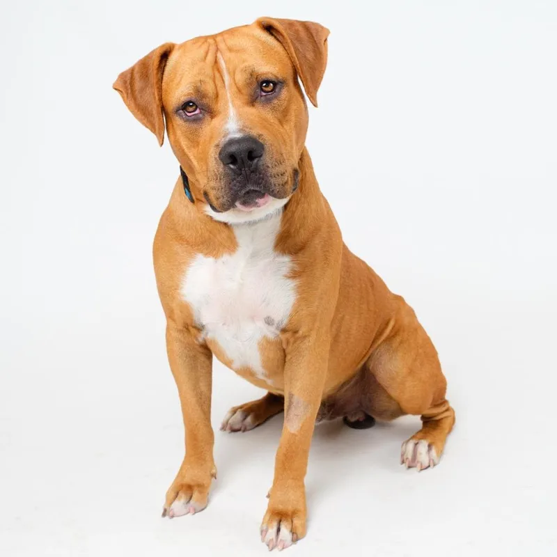 An adult large-sized male Red / Chestnut / Orange Pit Bull Terrier dog named Brick for adoption in Palm Springs, CA