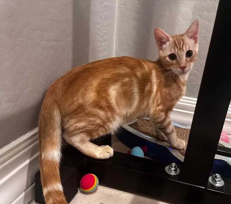 A baby small-sized male Orange / Red Domestic Short Hair cat named Zangoose Pokémon Litter for adoption in Anthem, AZ