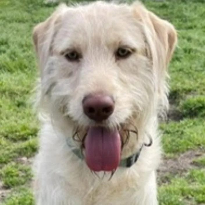 A young medium-sized male White / Cream Labrador Retriever dog named River for adoption in Greensboro, GA