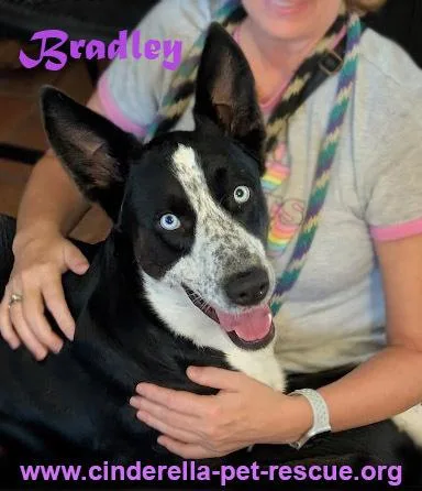 Bradley thumbnail 2