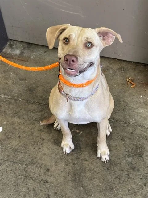A young medium-sized female Pit Bull Terrier dog named Chromie for adoption in Ontario, CA