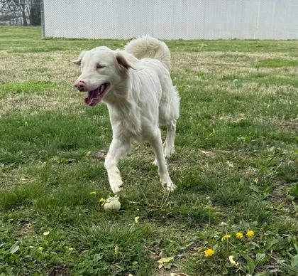 A baby medium-sized male Australian Shepherd dog named Snow for adoption in Paducah, KY