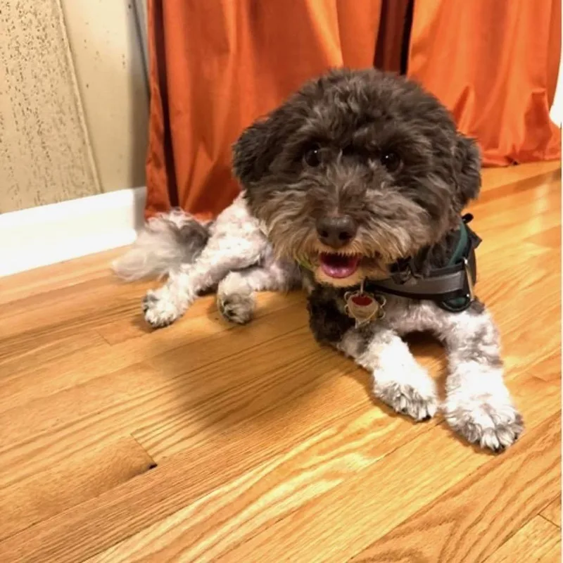 An adult small-sized male Havanese dog named Verdi for adoption in High Point, NC