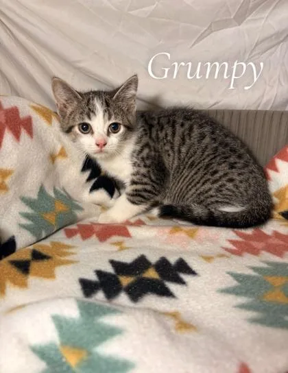 An adult small-sized female Domestic Short Hair cat named Grumpy for adoption in St. Anne, IL