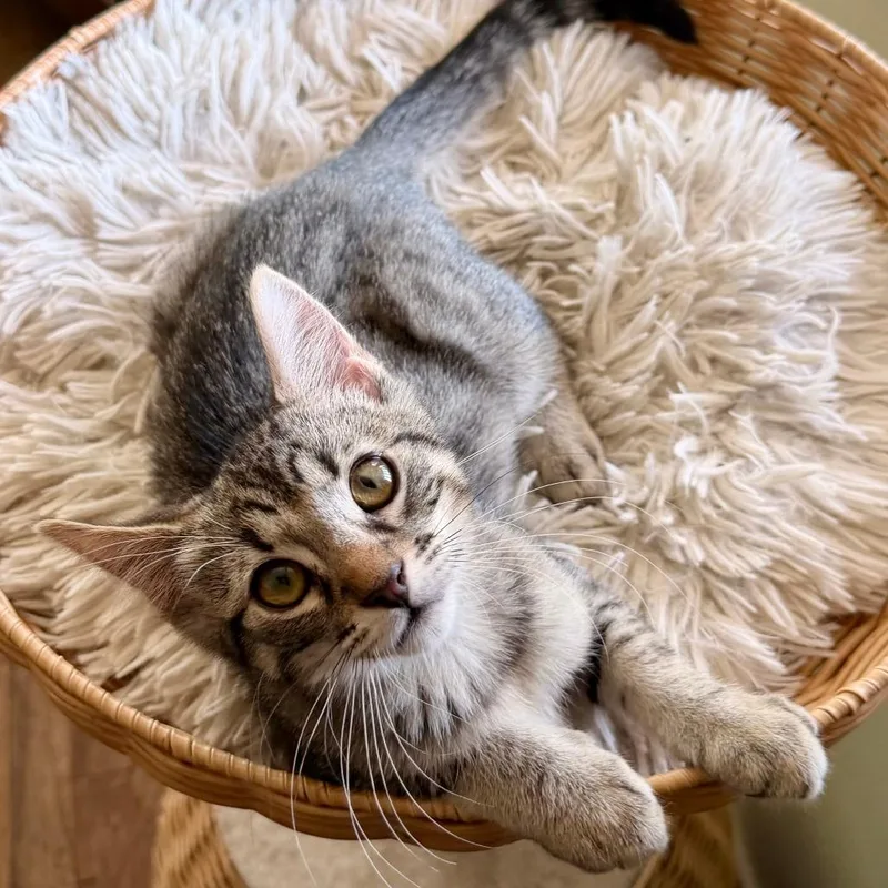 A baby small-sized male Brown / Chocolate Domestic Short Hair cat named Toby for adoption in Los Angeles, CA