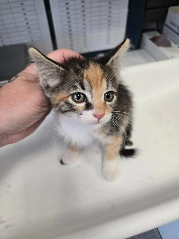 Artemis