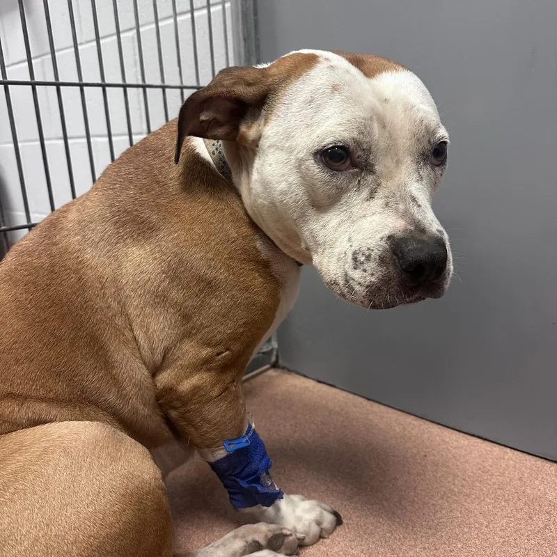 An adult medium-sized female Yellow / Tan / Blond / Fawn Mixed Breed dog named Sol for adoption in Columbus, GA