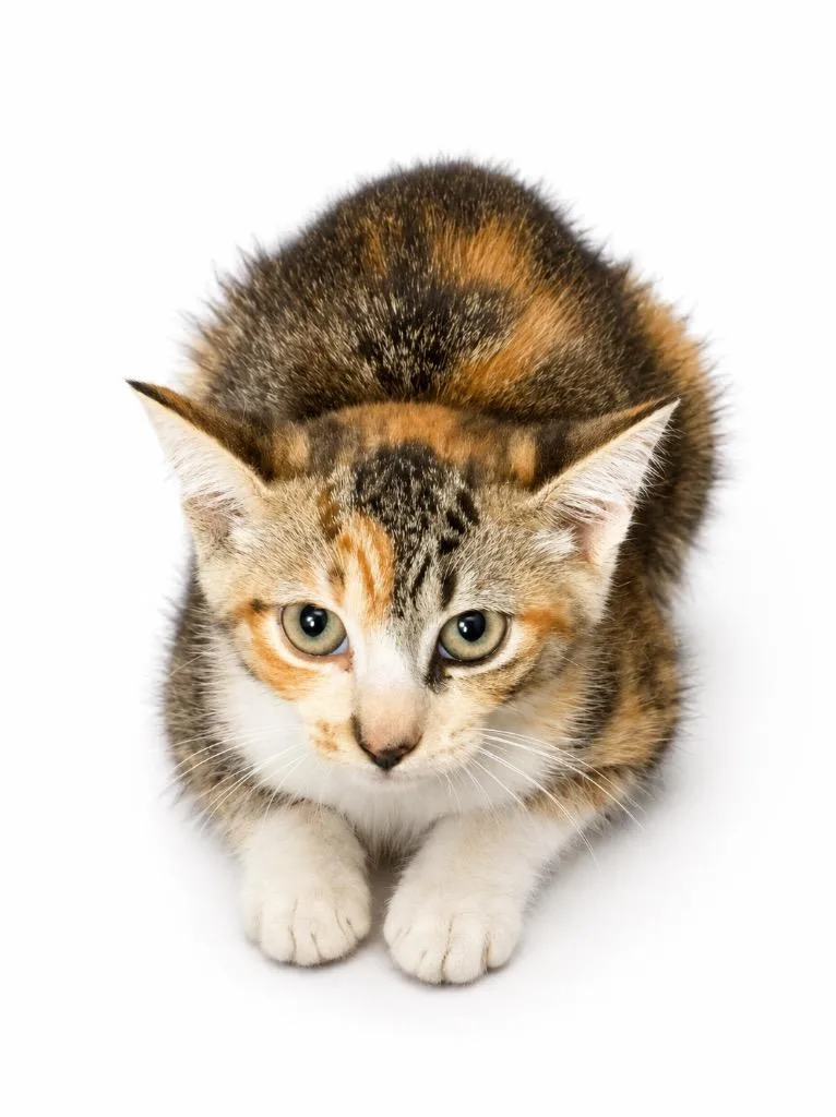 A baby medium-sized male Domestic Short Hair cat named Bach for adoption in Wauchula, FL
