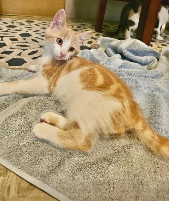 A young medium-sized male Orange / Red Domestic Short Hair cat named Kal for adoption in North Babylon, NY