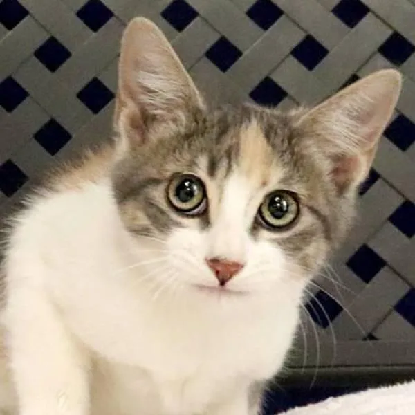 A baby small-sized female Domestic Short Hair cat named Brewser for adoption in Fort Davis, TX