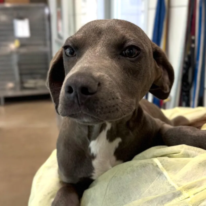 A baby small-sized male Mixed Breed dog named Holden for adoption in Middletown, RI