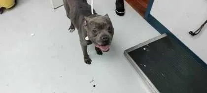 An adult large-sized male American Staffordshire Terrier dog named Ponce for adoption in Savannah, GA