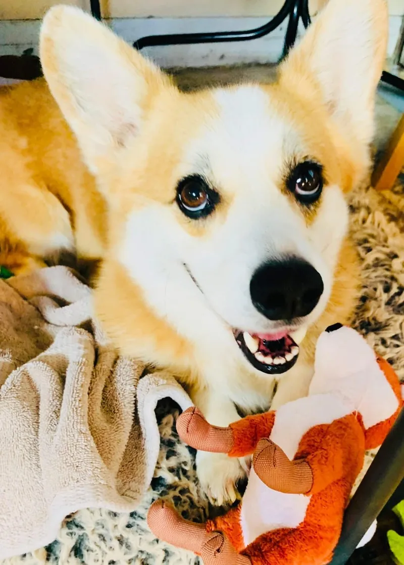 An adult medium-sized male Pembroke Welsh Corgi dog named Dex for adoption in Toluca Lake, CA