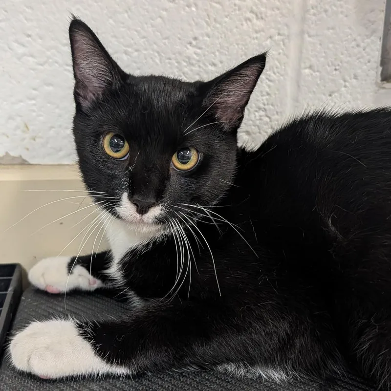 A young medium-sized male Domestic Short Hair cat named Calvin for adoption in Ardmore, OK