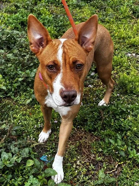 A young large-sized female American Staffordshire Terrier dog named Bela for adoption in Fort Lauderdale, FL
