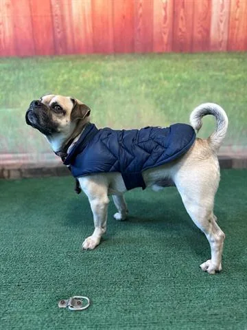 An adult medium-sized male Pug dog named Milo for adoption in Baldwin Park, CA