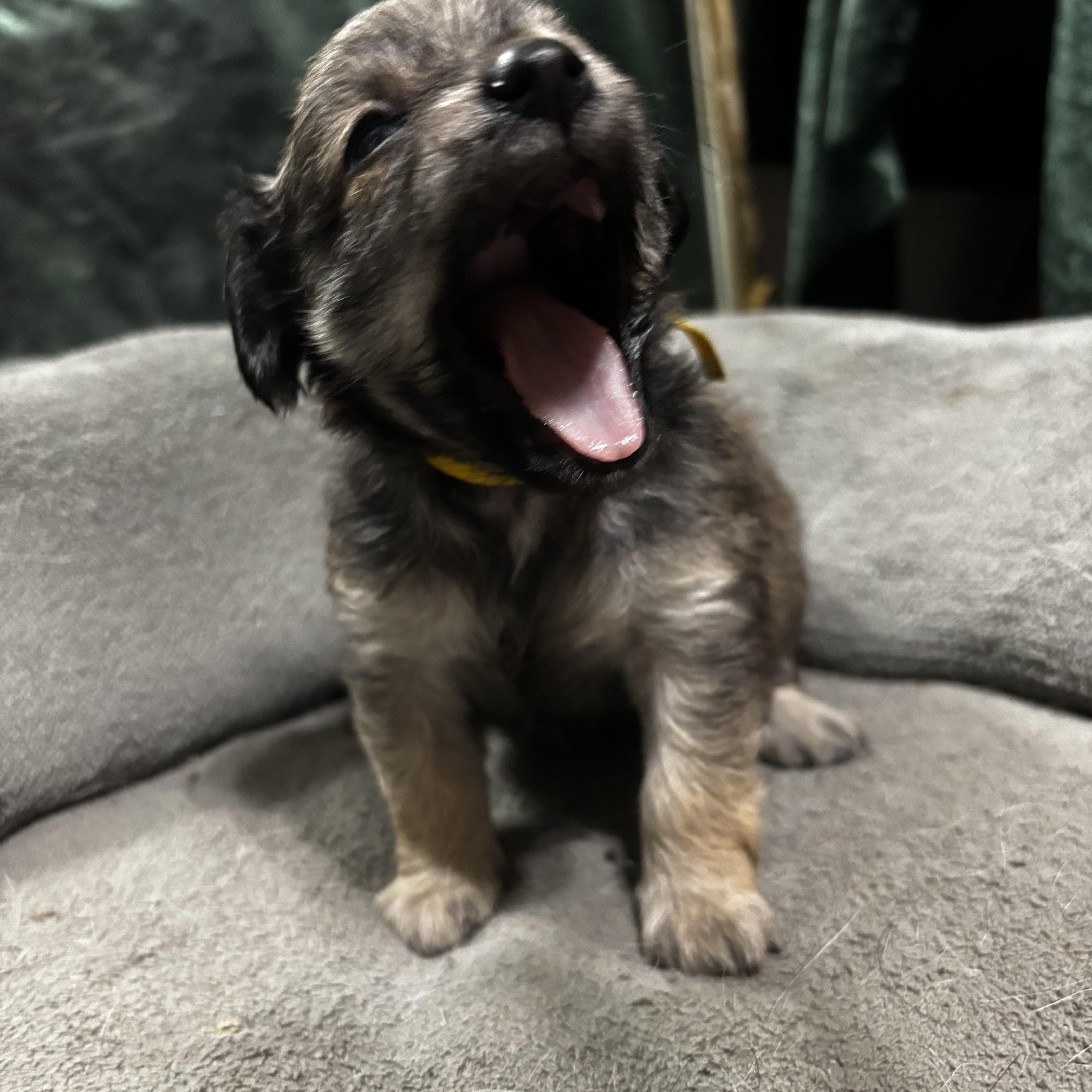 A baby small-sized female Dachshund (Long Haired) dog named Kanga Winnie the for adoption in Benbrook, TX