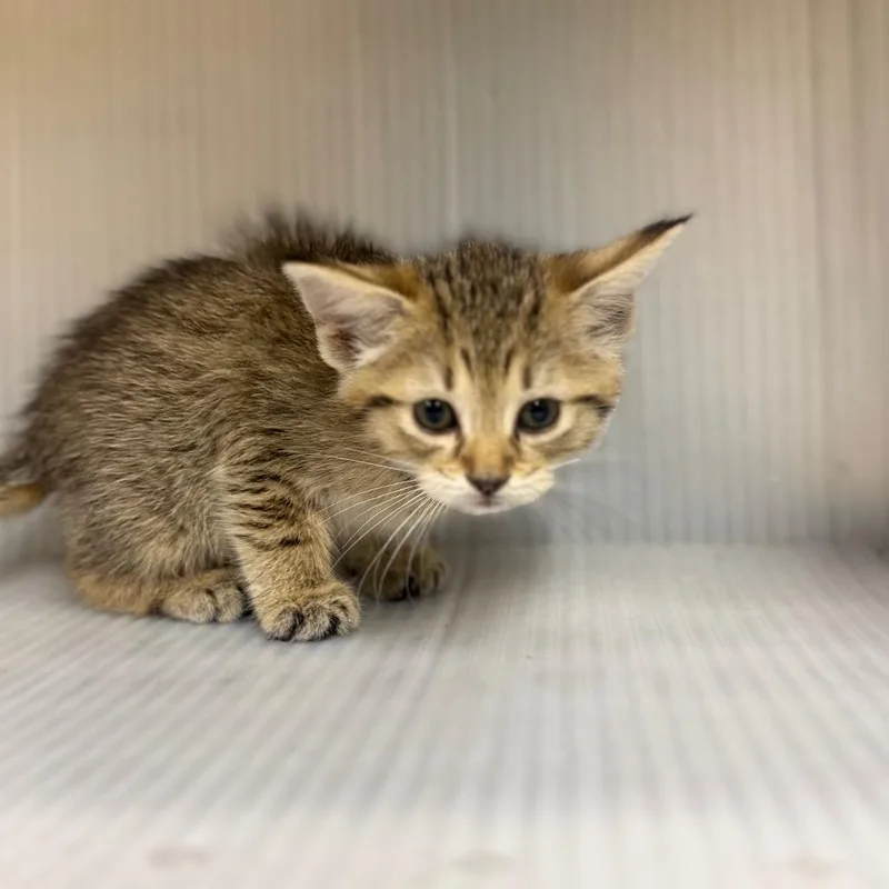 A baby small-sized female Orange / Red Domestic Short Hair cat named Black Water for adoption in Pauls Valley, OK