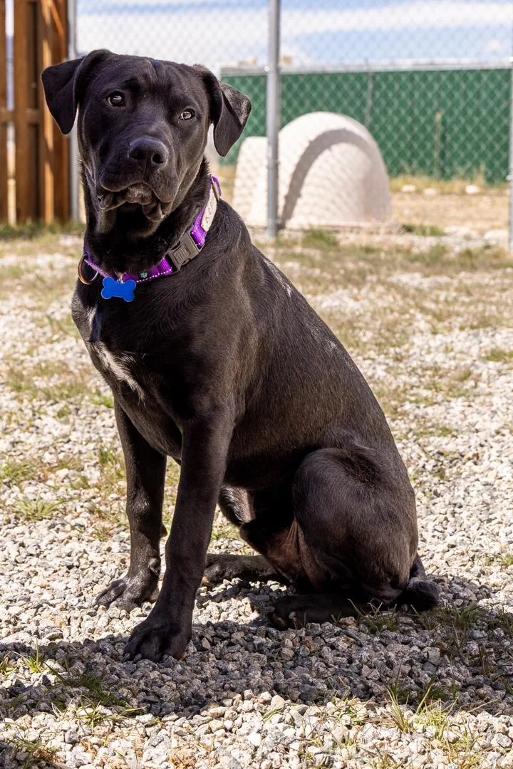 A young large-sized male Black Labrador Retriever dog named Remus for adoption in Buena Vista, CO