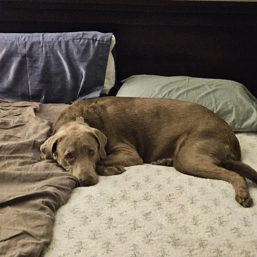 A senior large-sized female Labrador Retriever dog named Krystal for adoption in Fairfax, VA