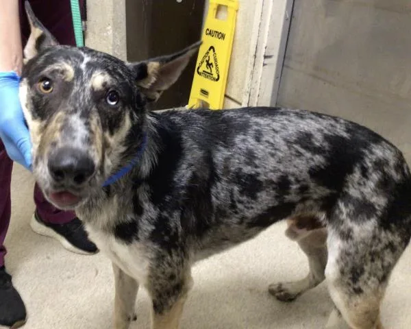 An adult medium-sized male Australian Cattle Dog / Blue Heeler dog named Fella for adoption in Riverside, CA