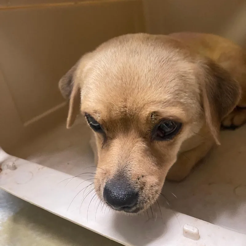 A young small-sized female Yellow / Tan / Blond / Fawn Chihuahua dog named Chiqa for adoption in Valley, AL