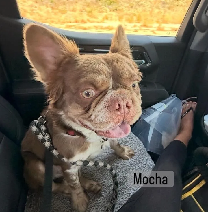 A young small-sized male Brown / Chocolate French Bulldog dog named Mocha for adoption in Rancho Santa Fe, CA