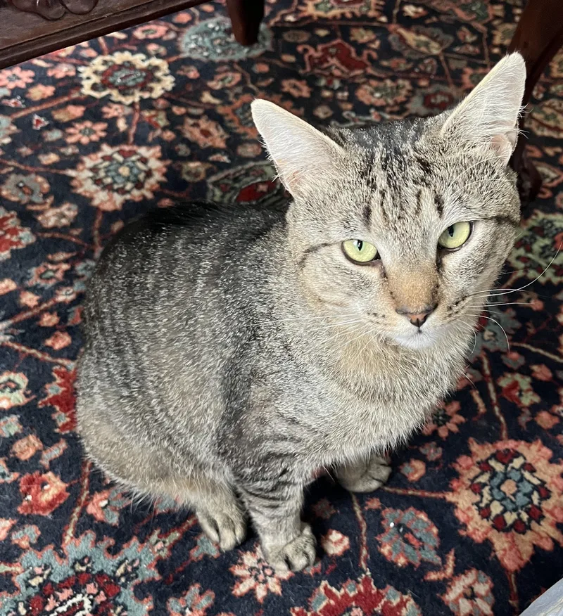 An adult medium-sized male Tabby (Brown / Chocolate) Domestic Short Hair cat named Windsorquiet for adoption in Beverly, MA