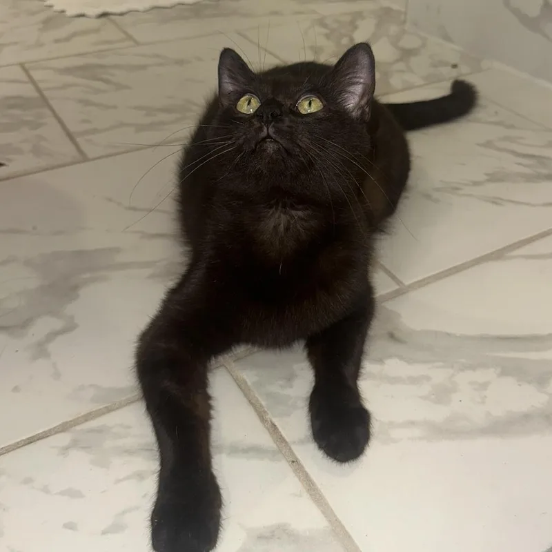 A young medium-sized female Black Domestic Short Hair cat named Luna for adoption in Huntsville, AL