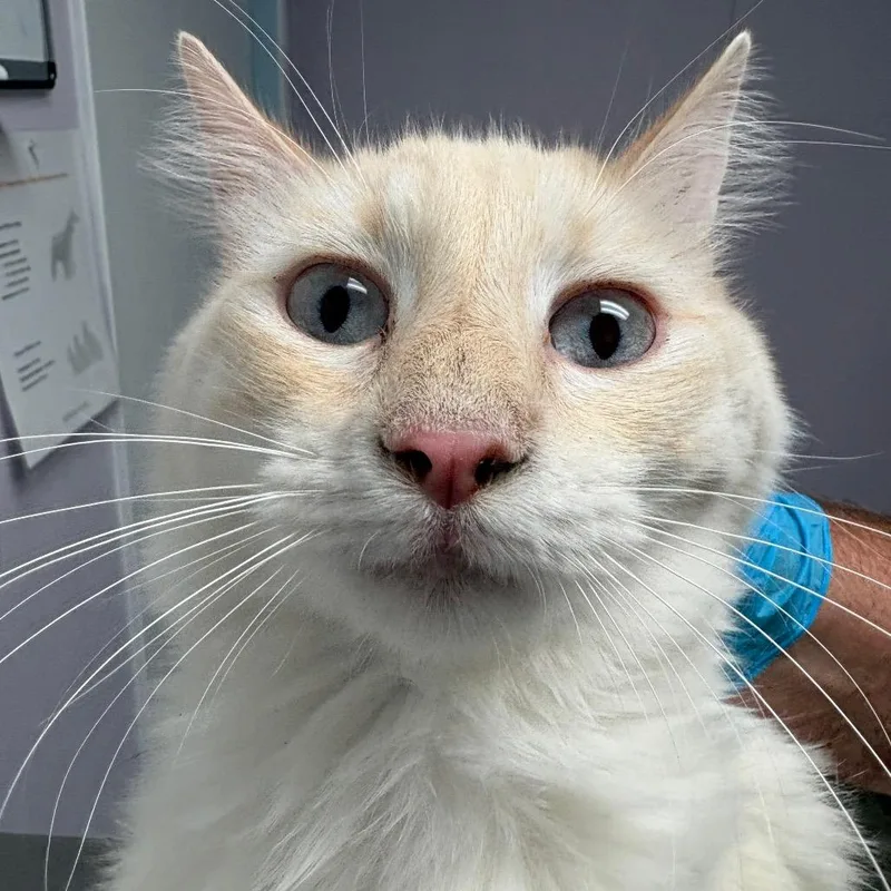 An adult medium-sized male Buff & White Domestic Medium Hair cat named Lj for adoption in Grass Valley, CA