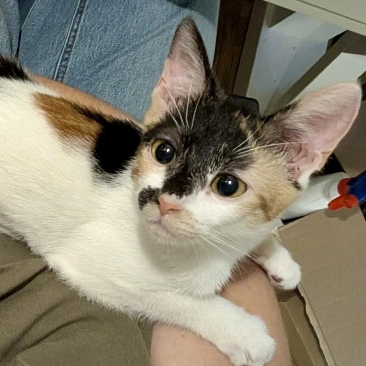 A baby small-sized female Calico Domestic Short Hair cat named Skedee for adoption in Richmond, VA