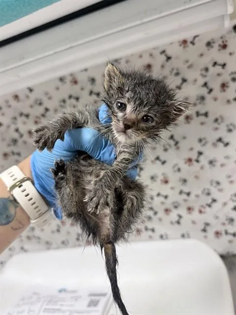 A baby small-sized female Domestic Short Hair cat named Yellow for adoption in Riverside, CA