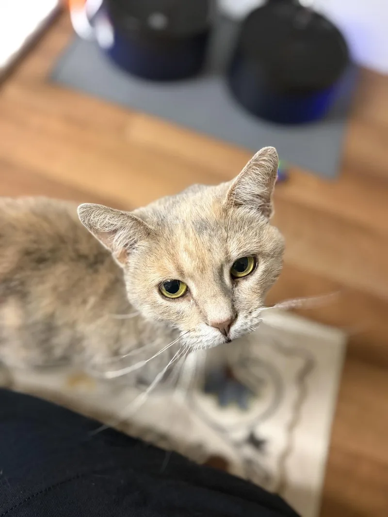 A young medium-sized female Dilute Tortoiseshell cat named Mabel for adoption in Greensburg, PA