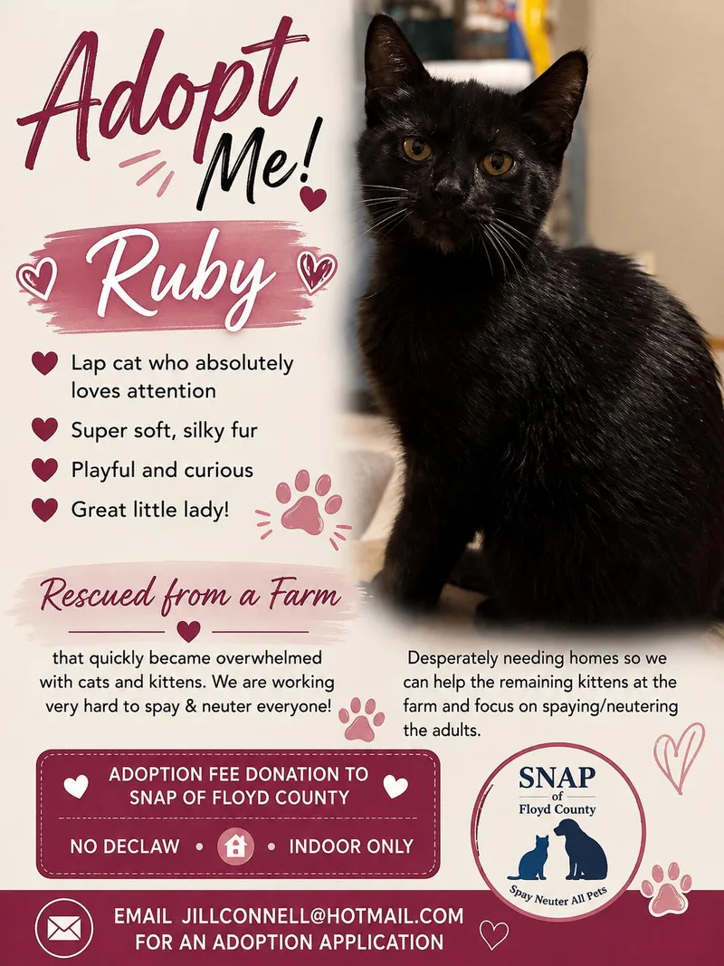 A baby medium-sized female Black Domestic Short Hair cat named Ruby Sue for adoption in Charles City, IA