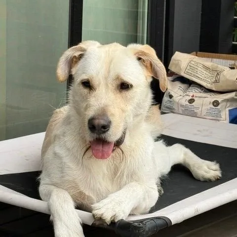 An adult medium-sized male White / Cream Labrador Retriever dog named Bart for adoption in lynnwood , WA