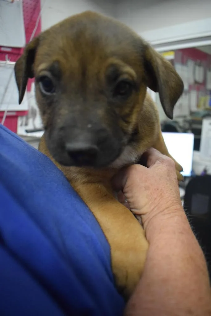 A baby medium-sized male American Bulldog dog named Dumpling for adoption in Pahrump, NV