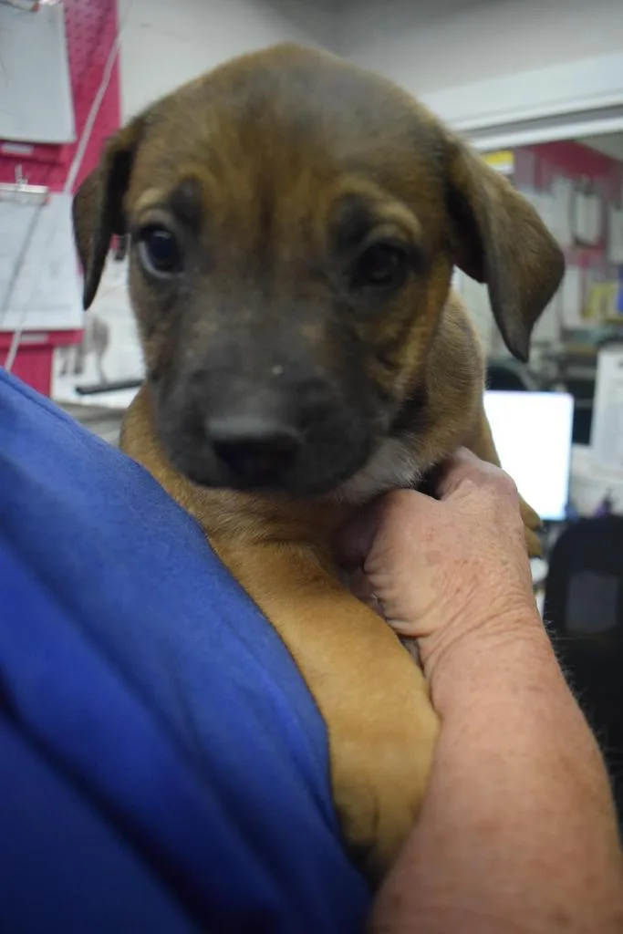 Dumpling thumbnail 2