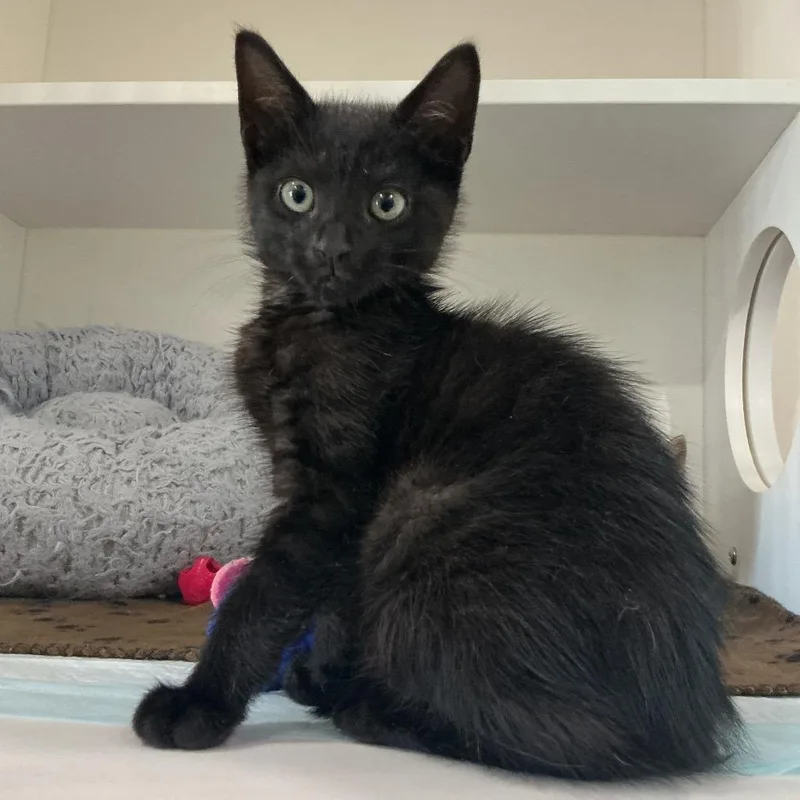 A baby small-sized male Black Domestic Short Hair cat named Latte for adoption in Elizabeth City, NC