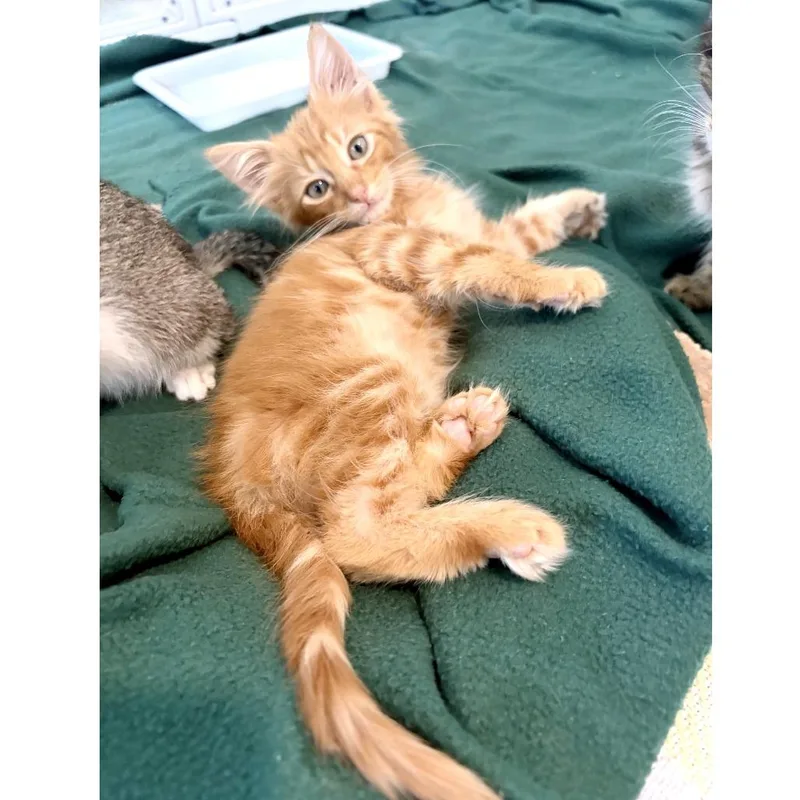 A baby small-sized male Orange / Red Domestic Short Hair cat named Lambada for adoption in Austin, TX