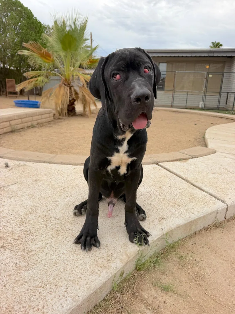 A baby medium-sized male Cane Corso dog named Honeybuns for adoption in Glendale, AZ