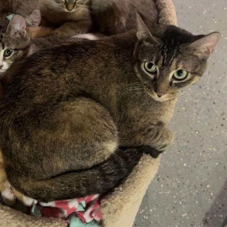 An adult medium-sized female Abyssinian cat named Mali for adoption in Monticello, IA