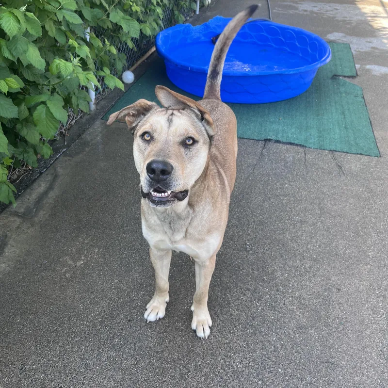 An adult large-sized male Labrador Retriever dog named Thor for adoption in Shelton, WA