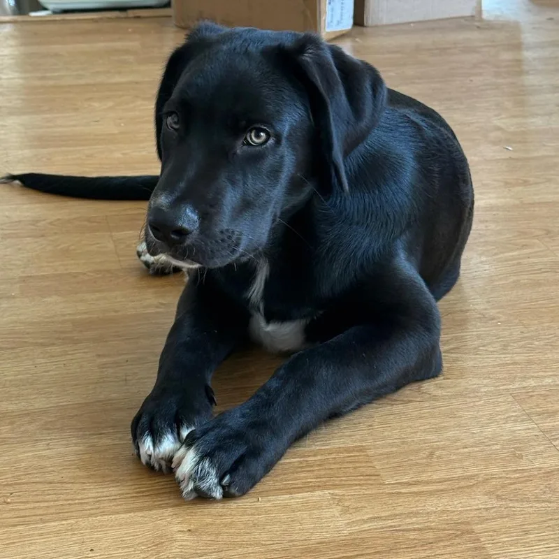 A baby medium-sized male Labrador Retriever dog named Luffy for adoption in Los Angeles, CA