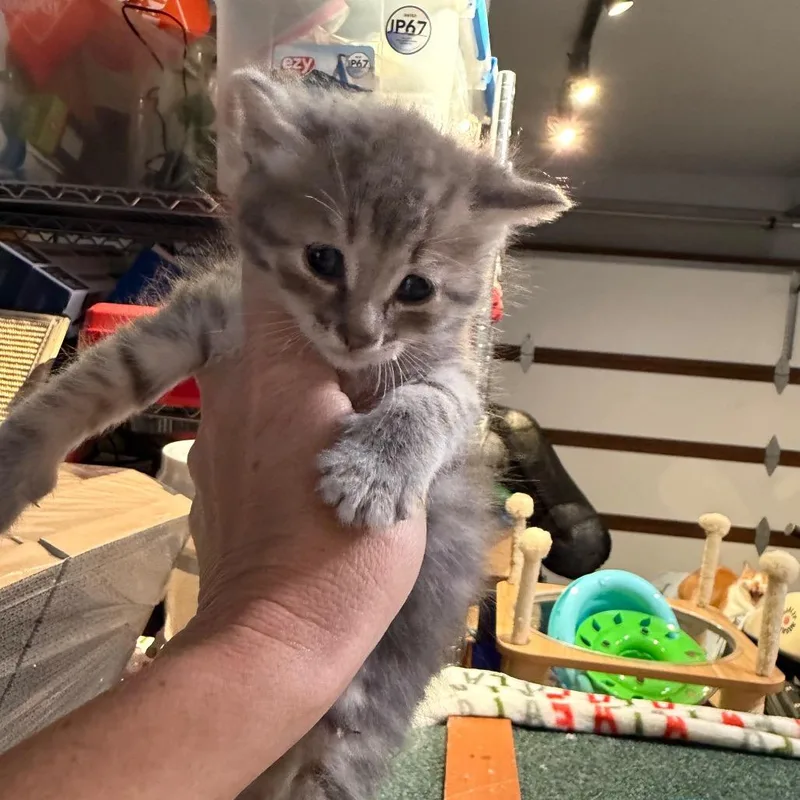 A baby small-sized male Gray / Blue / Silver Domestic Short Hair cat named Byte for adoption in Tustin, CA