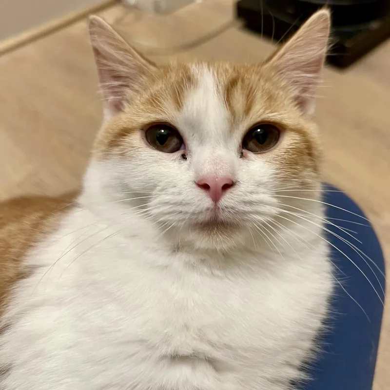 A baby medium-sized male White Persian cat named Tandoori for adoption in Richmond, VA
