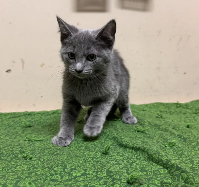 A baby medium-sized female Gray / Blue / Silver Domestic Short Hair cat named Coral for adoption in Logan, OH