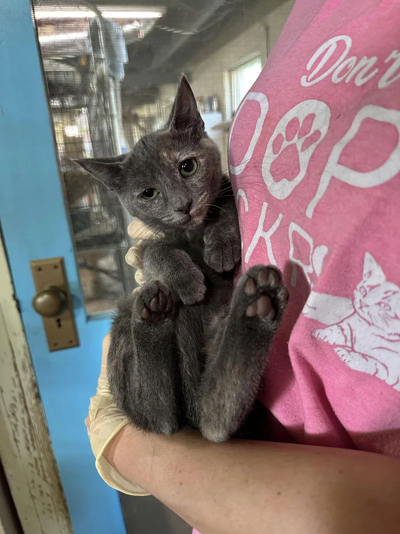 An adult medium-sized female Domestic Short Hair cat named Monet for adoption in Apollo, PA